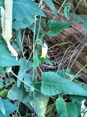 Cucurbita foetidissima