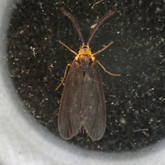 Acoloithus falsarius