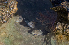 Istiblennius