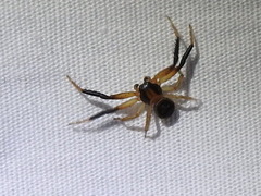 Xysticus texanus