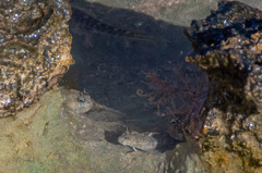 Istiblennius