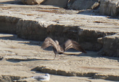 Larus