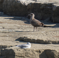 Larus