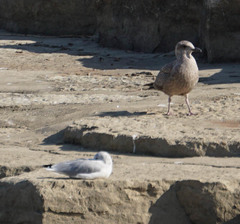 Larus