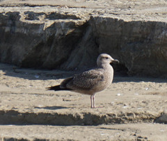Larus
