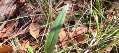 Cryptostylis