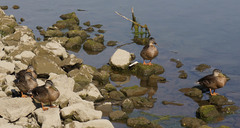 Anas platyrhynchos