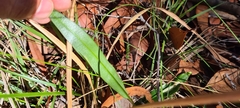 Cryptostylis