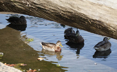 Anas platyrhynchos