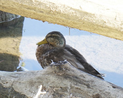 Anas platyrhynchos