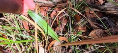 Cryptostylis