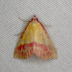 Phytometra rhodarialis