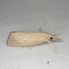 Eoreuma densellus