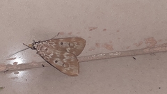Sommeria marchalii