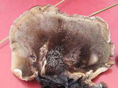 Sarcodon stereosarcinon