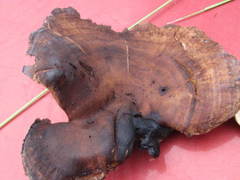 Sarcodon stereosarcinon