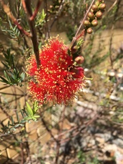 Melaleuca fulgens
