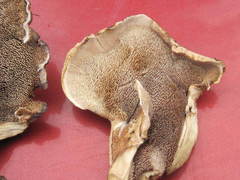 Sarcodon stereosarcinon