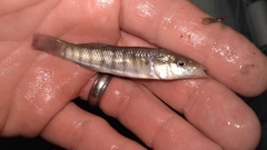 Fundulus similis