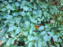 Xanthorhiza simplicissima