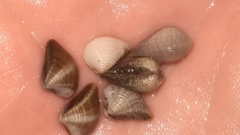 Anomalocardia cuneimeris