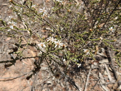 Olearia ramosissima