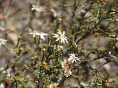 Olearia ramosissima