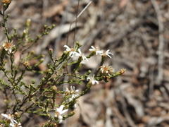 Olearia ramosissima
