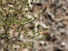 Olearia ramosissima