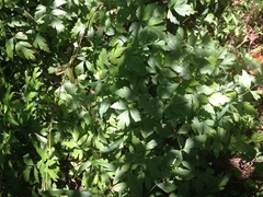 Xanthorhiza simplicissima