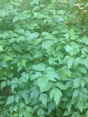 Xanthorhiza simplicissima