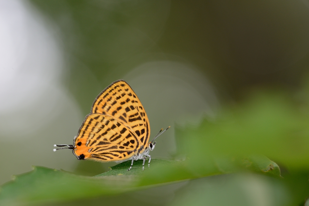 Japonica