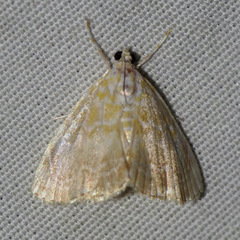 Glaphyria glaphyralis