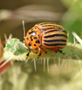 Potato Beetles - Photo (c) Steven Mlodinow, some rights reserved (CC BY-NC), uploaded by Steven Mlodinow