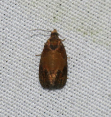 Olethreutes osmundana