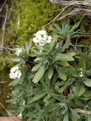 Schivereckia podolica