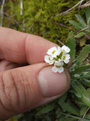 Schivereckia podolica