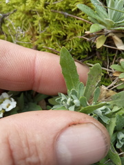 Schivereckia podolica