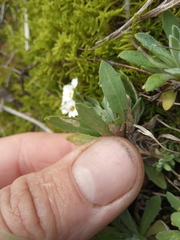 Schivereckia podolica