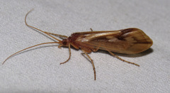 Platycentropus radiatus