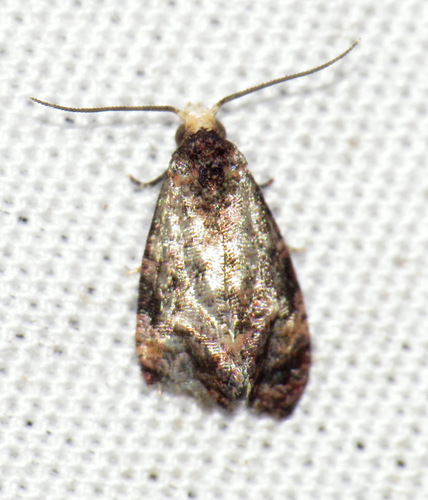 Phalonia cephalanthana