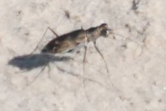 Cicindela tenuisignata
