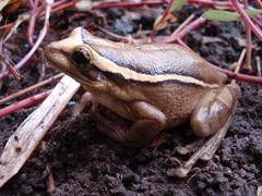 Trachycephalus mesophaeus