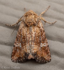 Lacinipolia stricta