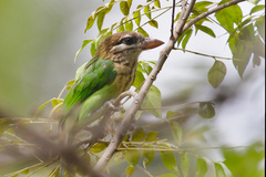 White-Cheeked Barbet photo 5
