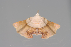 Esthlodora versicolor