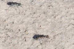 Cicindela tenuisignata