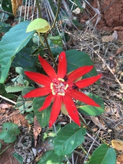 Passiflora miniata