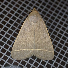 Simplicia cornicalis