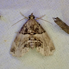 Cutina distincta